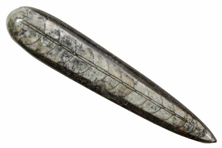 Polished Fossil Orthoceras (Cephalopod) - Morocco #363833